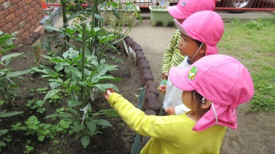 年少　園生活のようす（戸外遊び）