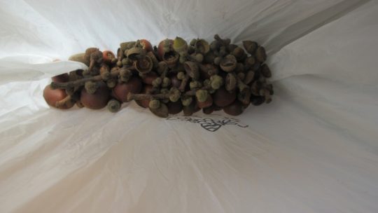 年中　園外保育➁