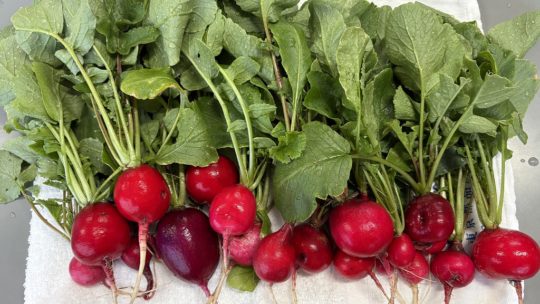 年長　みんなで最後の体操＆逆上がり記念パーティー③